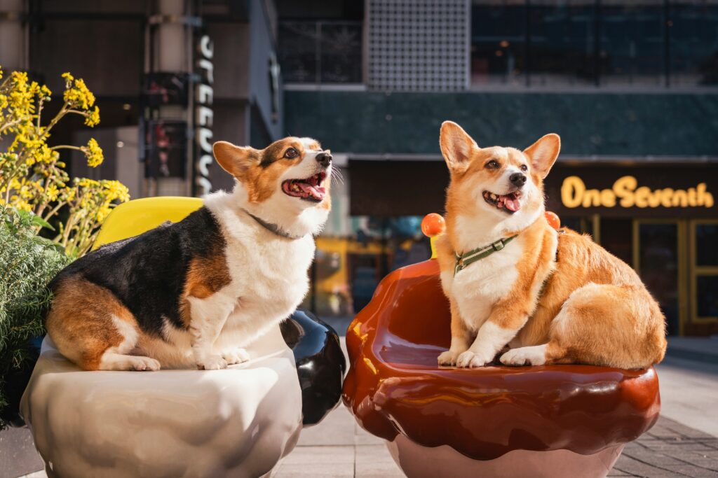 Why Do Dogs Lick Furniture? covering dog behavior, anxiety, boredom, unusual tastes, excessive licking, training, and veterinary guidance.