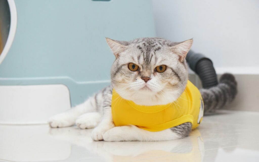 How to Get Cat Pee Smell Out guide to enzyme cleaners, spot treatment, moisture removal, surface cleaning, odor control, and cat urine prevention.