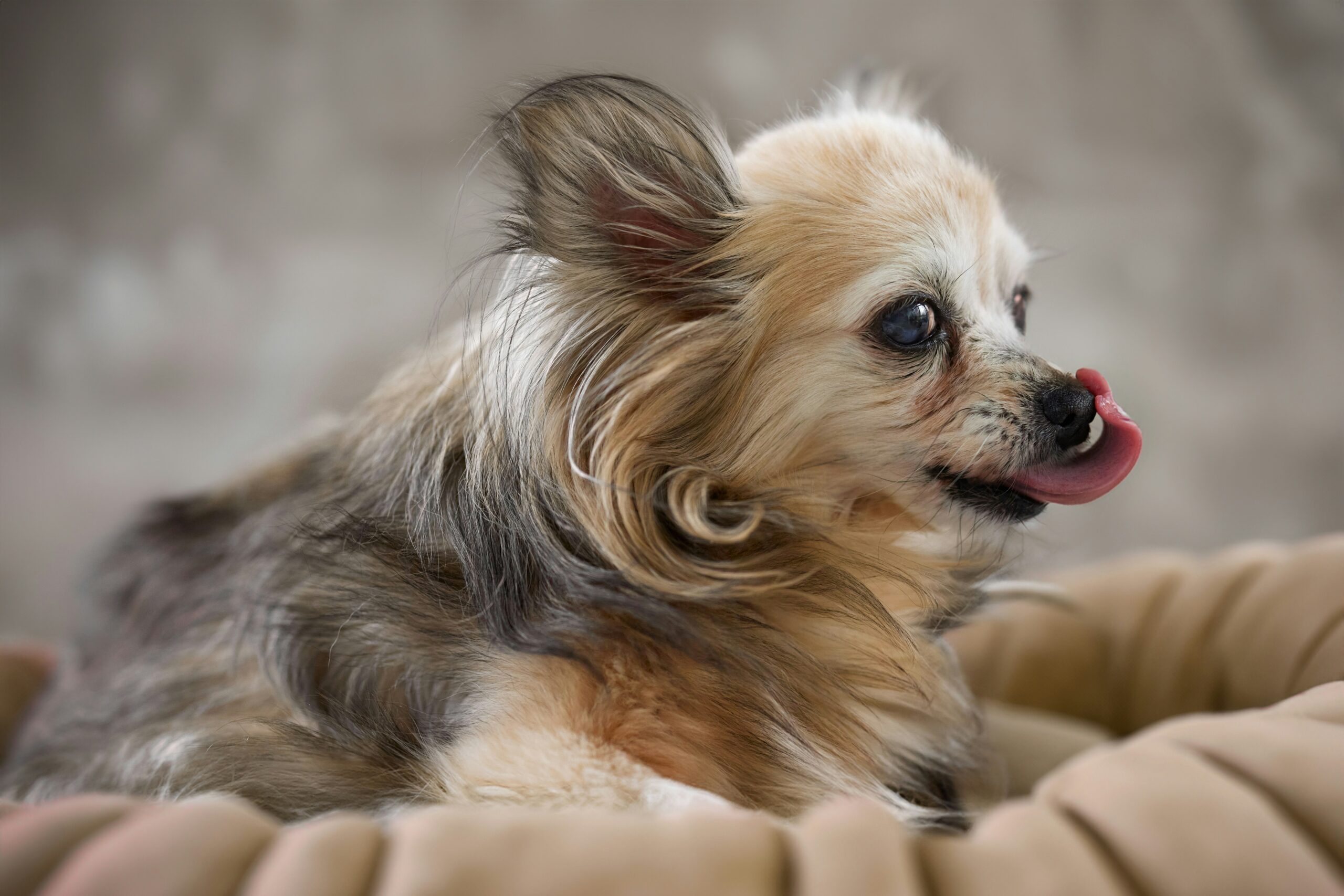 Chihuahua With Tongue Out: Amazing Facts, Hidden Causes & Warning Signs