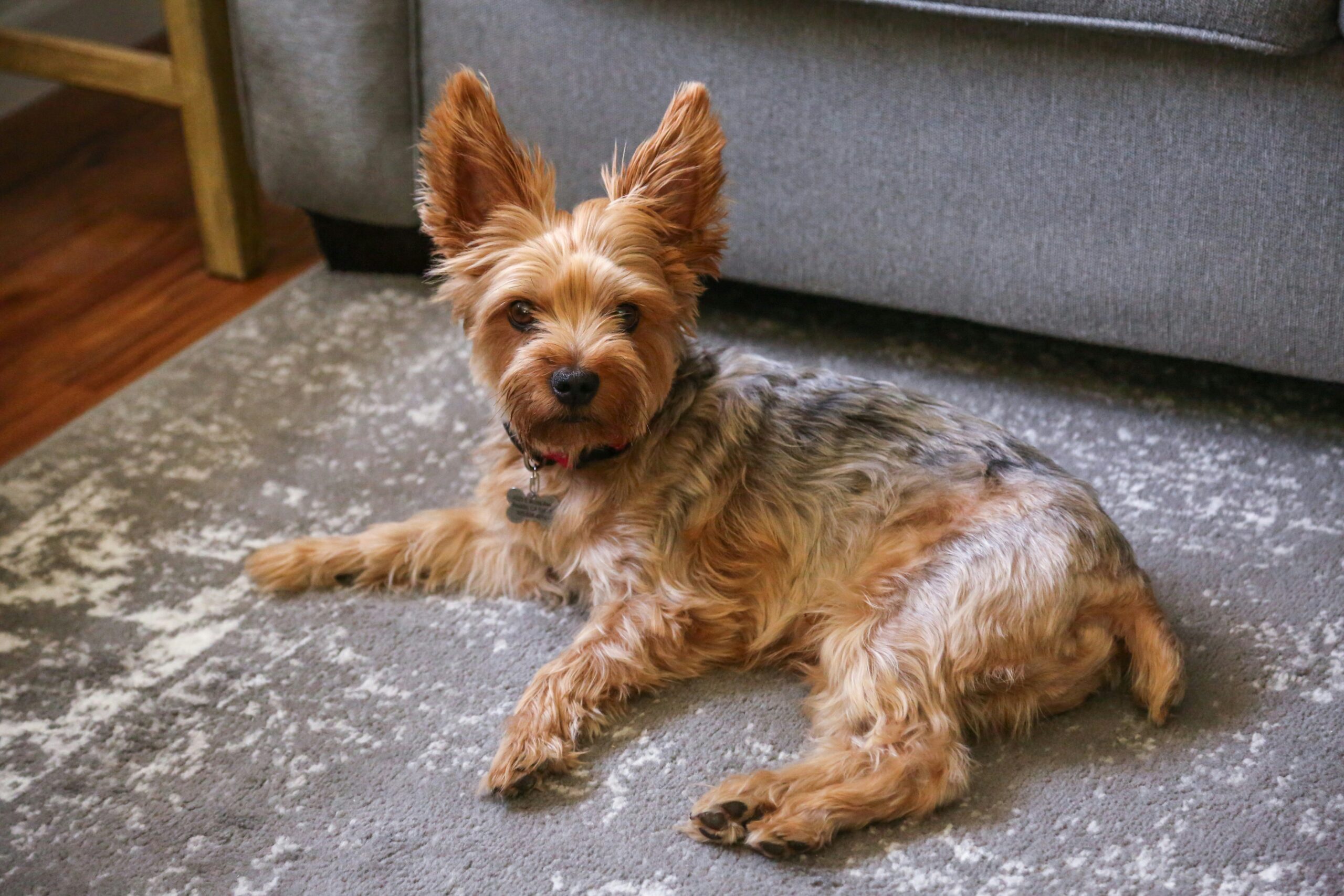 How to Clean Dog Poop Out of Carpet: A Complete Stain and Odor Removal Guide