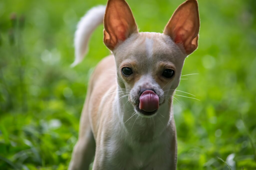 Chihuahua With Tongue Out covering panting, dental changes, tongue posture, hidden causes, health concerns, and veterinary warning signs.