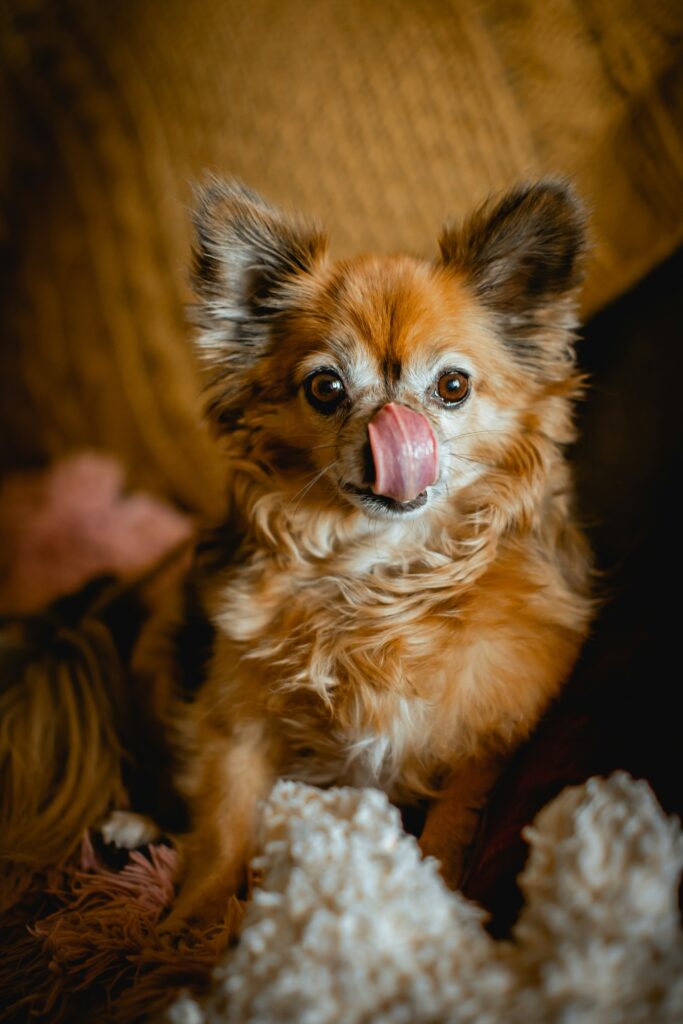 Chihuahua With Tongue Out guide to tongue exposure, missing teeth, jaw structure, overheating, warning signs, and Chihuahua health.
