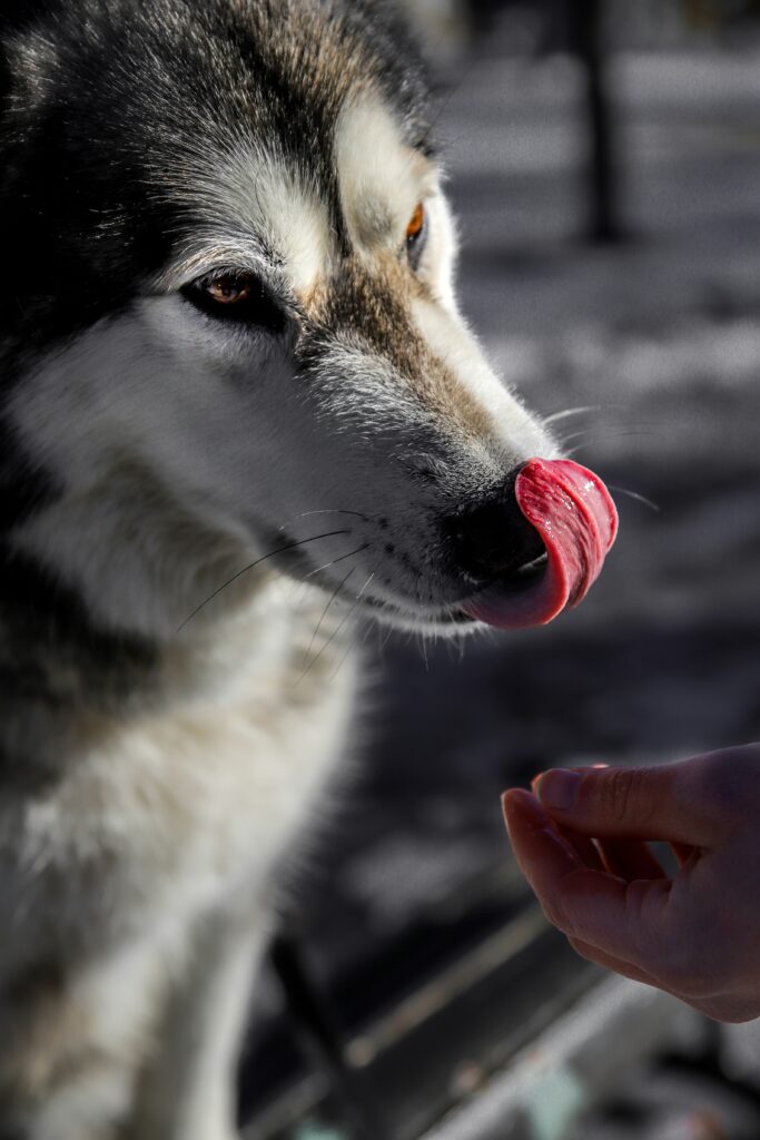 Why Do Dogs Lick Furniture? guide to sensory exploration, stress, compulsive licking, boredom, attention-seeking, training, and behavior solutions.