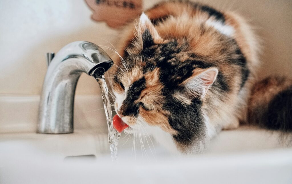How to Get Cat Pee Smell Out covering cat urine stains, enzyme treatment, upholstery cleaning, carpet care, odor neutralization, and prevention.