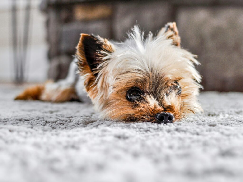 How to Clean Dog Poop Out of Carpet covering residue removal, stain treatment, carpet-safe cleaning, odor neutralization, sanitizing, and drying.