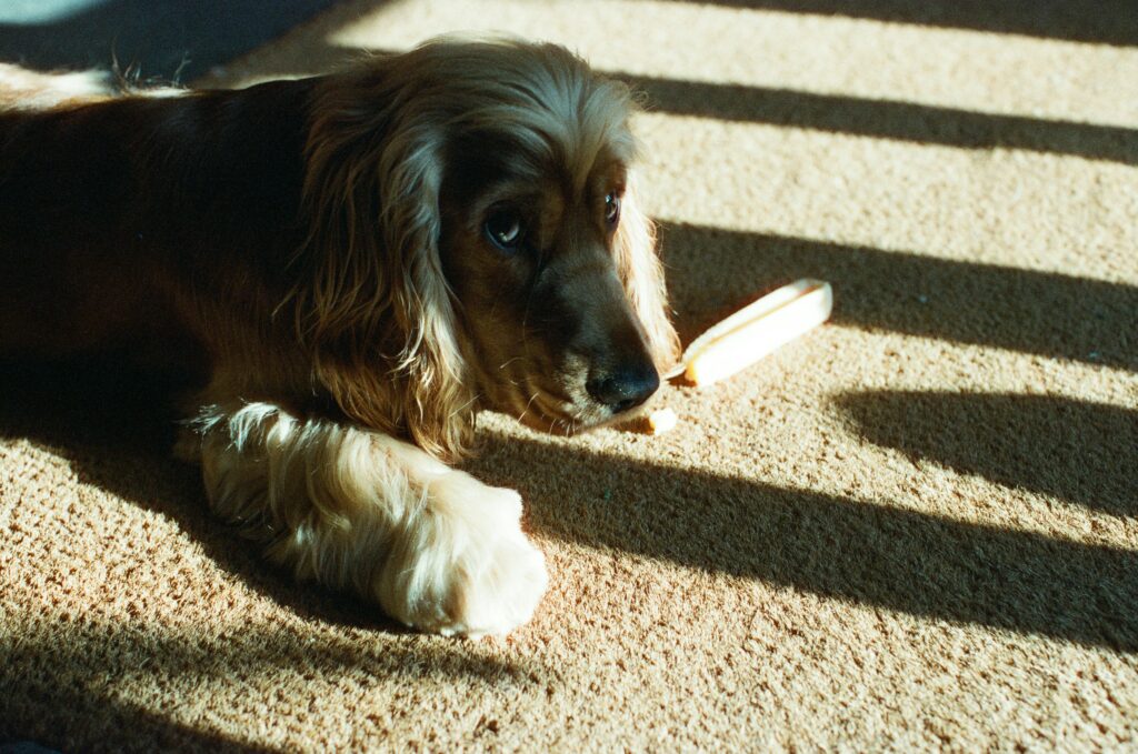 How to Clean Dog Poop Out of Carpet guide to waste removal, spot cleaning, stain treatment, odor control, disinfecting, and carpet maintenance.