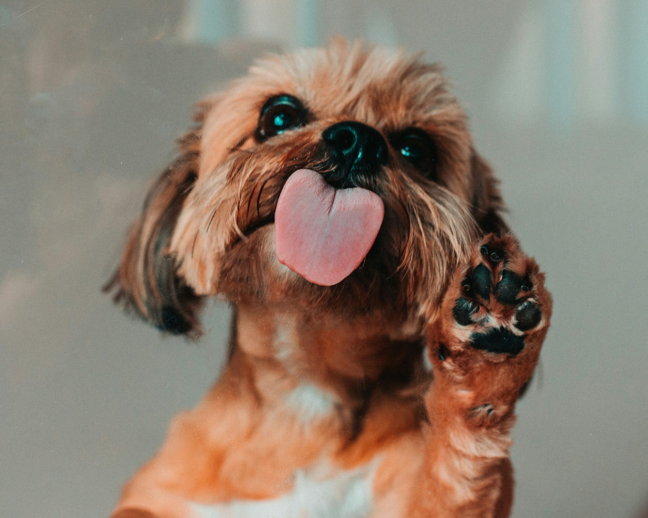 Why Do Dogs Lick Furniture? Science & Solutions Explained